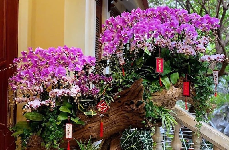 Ghép Phalaenopsis Orchids trên gỗ lũa