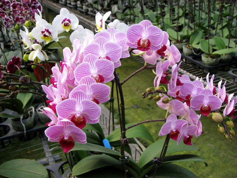 Phalaenopsis Orchids nở hoa tự nhiên vào khoảng tháng 3 đến tháng 5, khoe sắc rực rỡ trong mùa xuân.