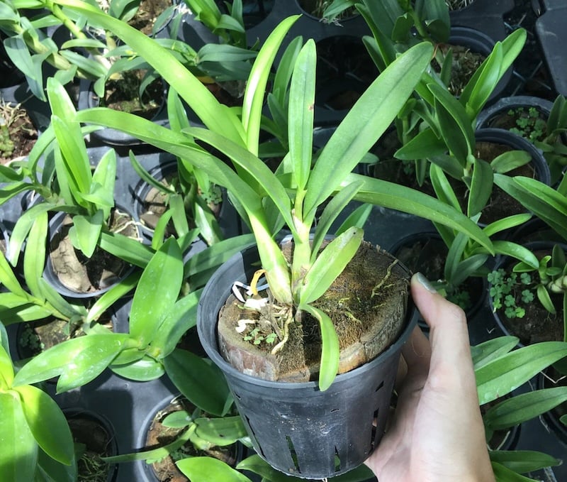 Hướng dẫn các bước trong cách trồng lan Dendro vào chậu đúng kỹ thuật