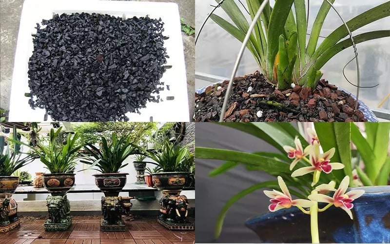 Price thể là bước quan trọng nhất có khả năng giữ ẩm, thoát nước tốt, thông thoáng.