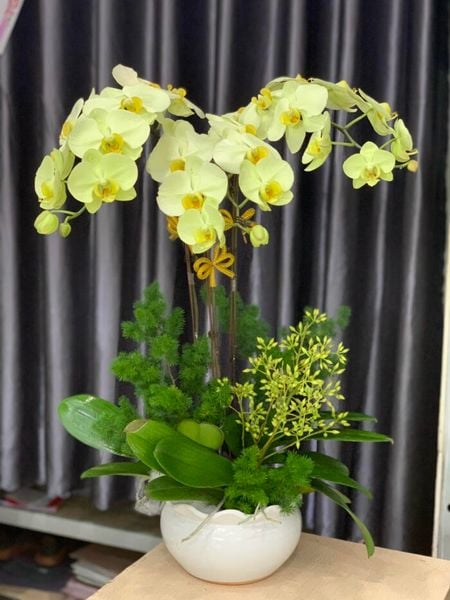 Chậu hoa lan hồ điệp vàng đẹp mắt và sang trọng.