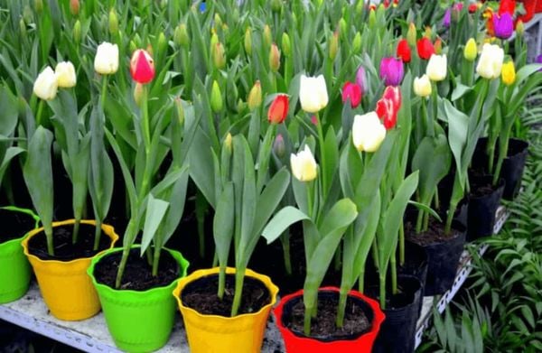 https://file.hstatic.net/200000427529/file/chau hoa tulip san bon 3