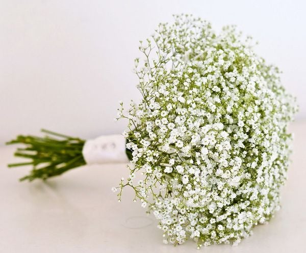 bó hoa bi trắng cầm tay