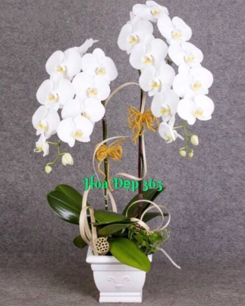 Mẫu cắm hoa 20/11 đơn giản, sang trọng