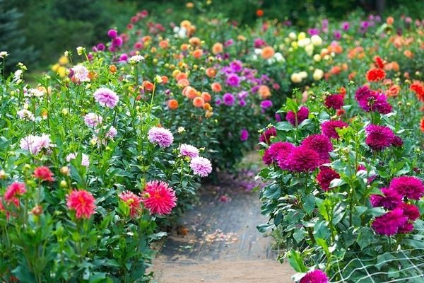 Hoa thược dược là hoa gì?