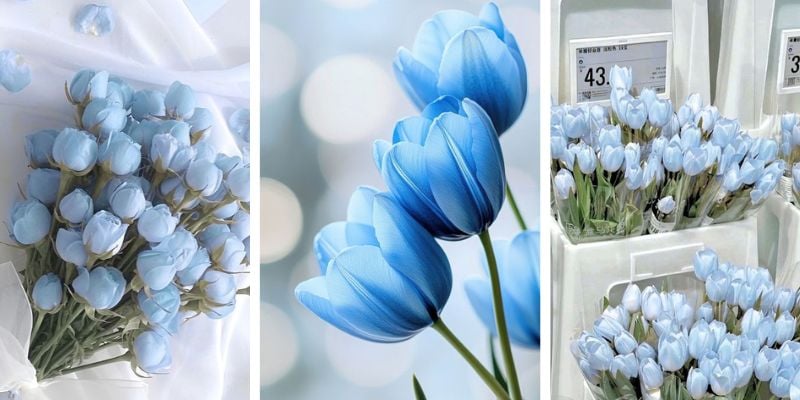 Hình nền hoa tulip cho điện thoại