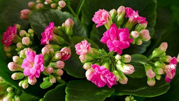 Hoa gì chưng Tết 2026 thu hút may mắn ở miền Bắc? Hoa sống đời là lựa chọn lý tưởng