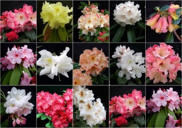 Hoa đỗ quyên có rất nhiều màu sắc phong phú như tím, đỏ, hồng, trắng, vàng, xanh tím, và cam.