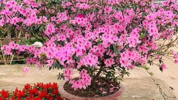 Việc đặt cây đỗ quyên ở những vị trí phù hợp sẽ giúp phát huy tối đa ý nghĩa phong thủy