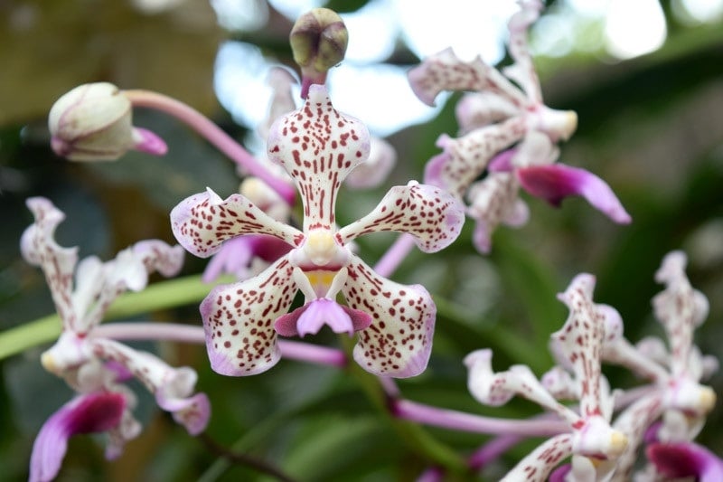 Lan Vanda Tricolor thường mọc gần cành cây hoặc gần gốc