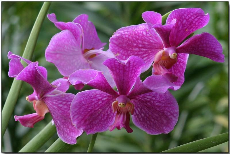 Vẻ đẹp quyến rũ và tinh tế của một bông hoa lan Vanda