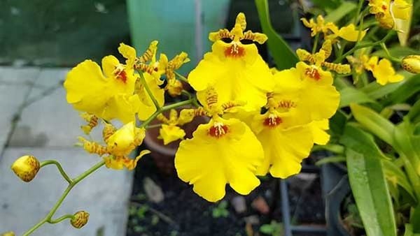 hoa lan vũ nữ mật ngọt
