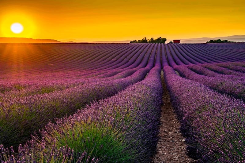Hoa oải hương hay còn được mọi người biết đến với tên gọi hoa Lavender.