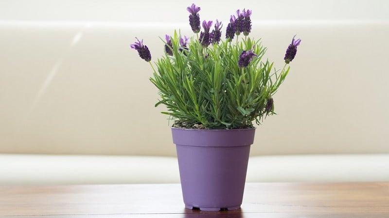 Trồng hoa oải hương trong chậu tại nhà