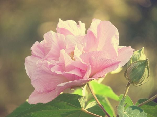 Đóa hoa phù dung nở rực rỡ dưới ánh nắng chiều hoàng hôn.