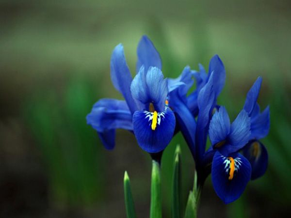 loài hoa tượng trưng cho sự hy vọng và tự do