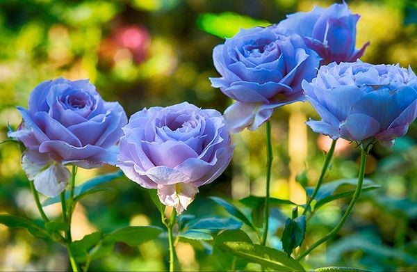 hoa tượng trưng cho sự mạnh mẽ