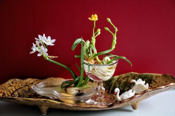 Hoa thuỷ tiên chưng Tết mang tài lộc (Nguồn: Internet)