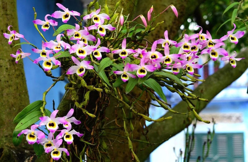 Mặt hoa Lan chuỗi ngọc