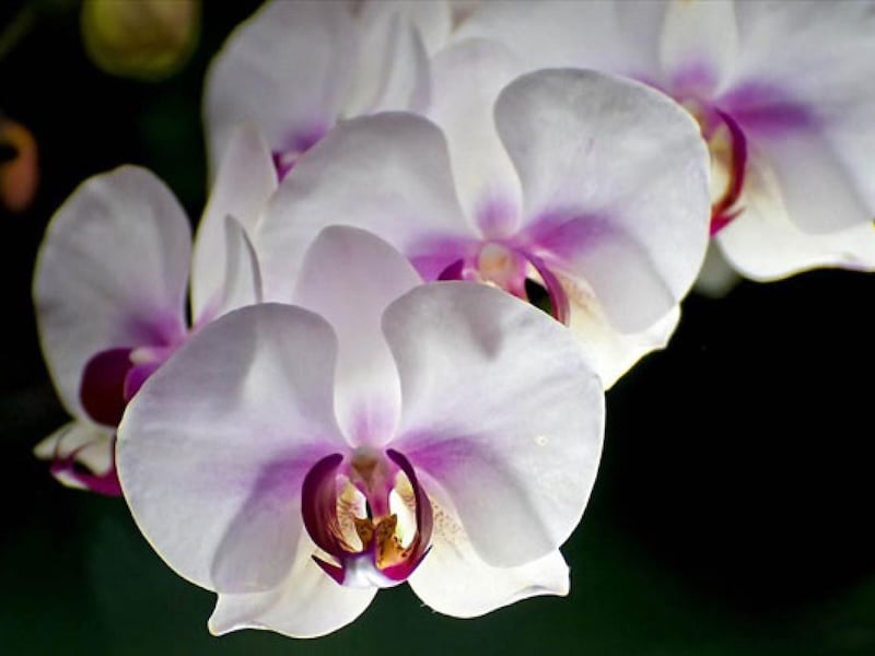 Phalaenopsis Orchids trắng biểu tượng cho sự tinh khiết, trong sáng