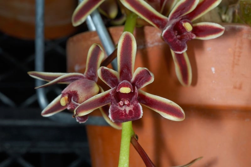 Kiếm hai màu có tên khoa học là Cymbidium bicolor có tên tiếng việt là: Đoản kiếm hai màu hoặc lan kiếm 2 màu