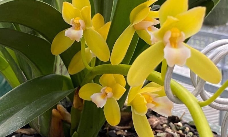 Lan kiếm là loài thực vật thuộc dòng địa lan và có tên khoa học là Cymbidium finlaysonianum