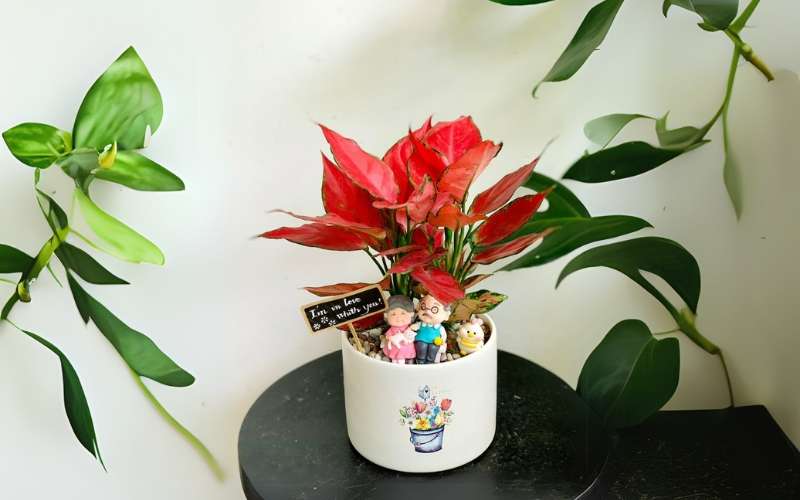 Cây Vạn Lộc có lá màu đỏ hoặc hồng, thuộc hành Hỏa, không phù hợp với người mệnh Kim