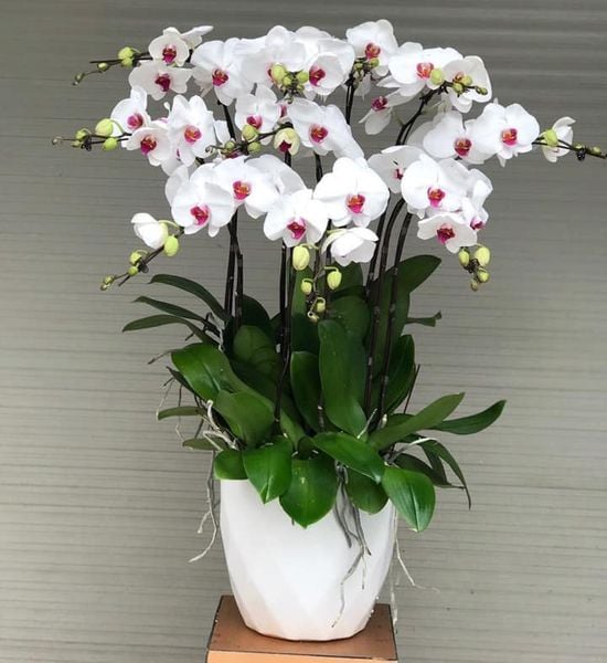 Hoa lan cúng Phật màu trắng thể hiện sự thanh khiết, đơn thuần và trong trắng.