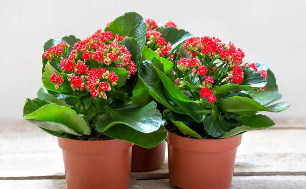 Người mệnh hỏa nên chọn chậu hoa sống đời màu đỏ