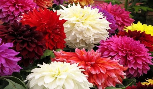Sặc sỡ - Năng lượng - Hoàn hảo chính là những mỹ từ dành để miêu tả vẻ đẹp của những đóa hoa thược dược này.