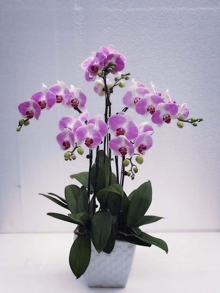 Thêm một gợi ý nữa cho bạn về hoa lan hồ điệp hồng cánh sen.
