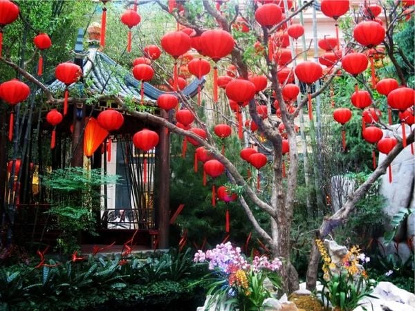 Biến sân nhà thành góc xuân rực rỡ với hoa mai
