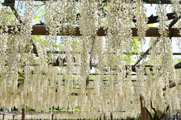 Lễ hội hoa tử đằng Konan tại Công viên Mandaraji, bên cạnh Đền Mandara-ji ở Aichi, được tổ chức hàng năm từ giữa tháng 4 đến đầu tháng 5.