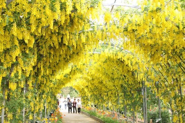 Cổng hoa tử đằng màu vàng rực rỡ đón khách mỗi dịp hè về
