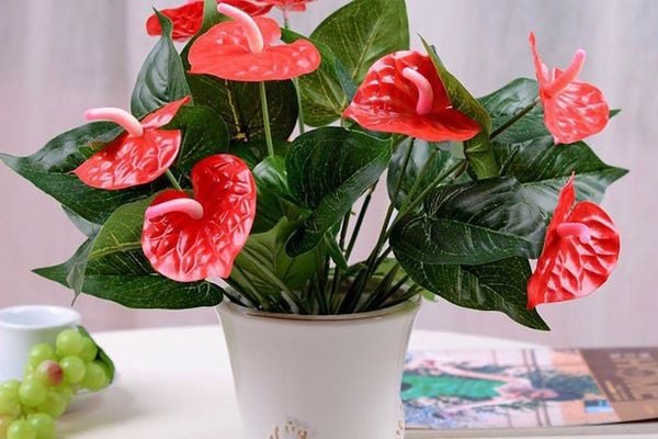 Hoa hồng môn đỏ tượng trưng cho sự may mắn