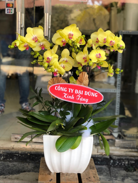 Chậu Hoa Lan Hồ Điệp Vàng - LHĐ01 - Flosa