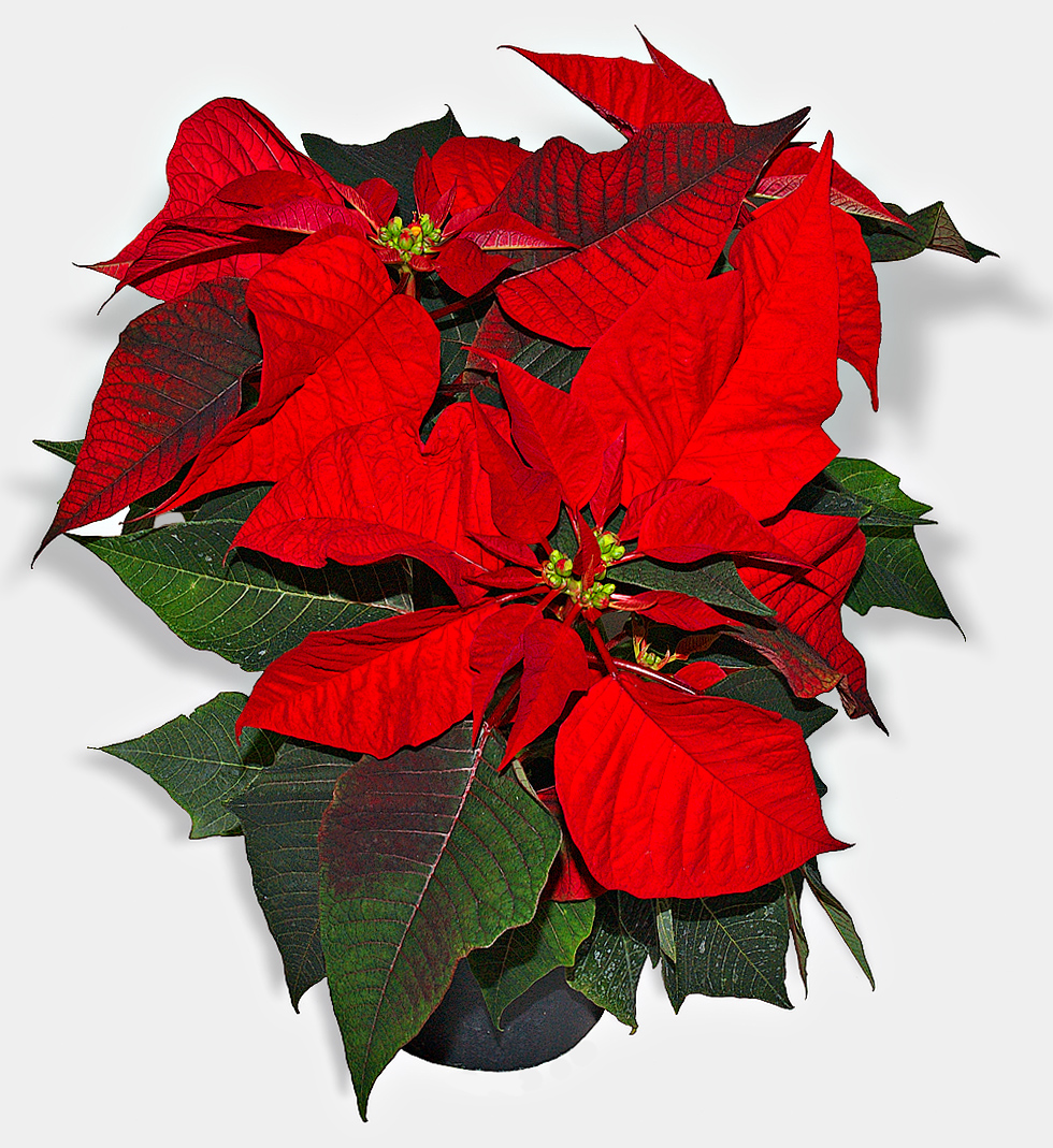 Hoa poinsettia (Trạng Nguyên)