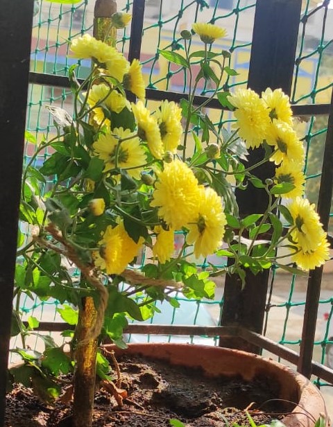 Hoa cúc vàng – sắc hoa mùa Trung Thu
