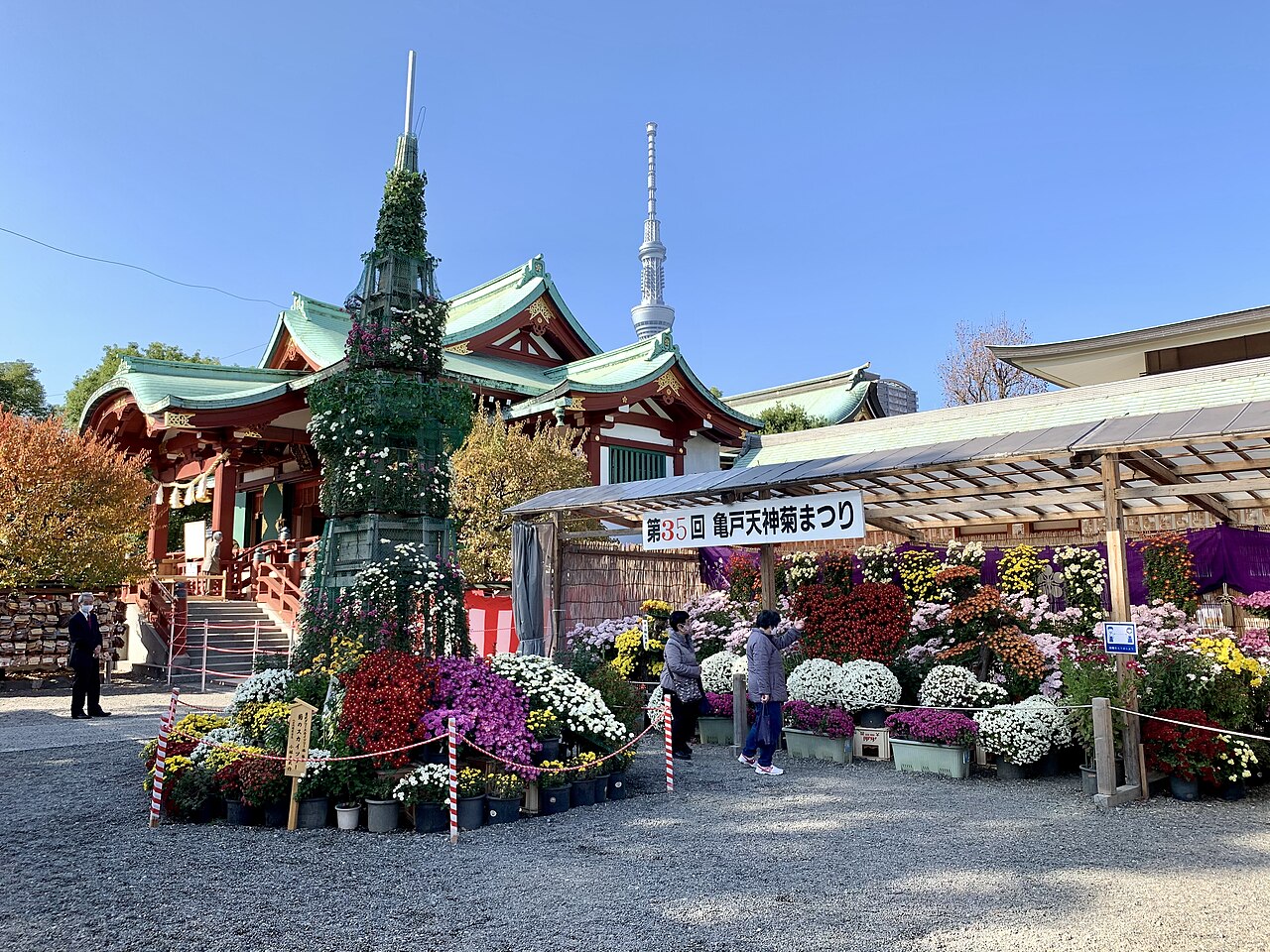Lễ hội hoa cúc Kiku Matsuri tại đền Kameido Tenjin