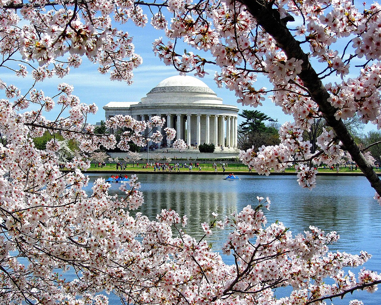 Hoa anh đào bên hồ Tidal Basin, Washington D.C.