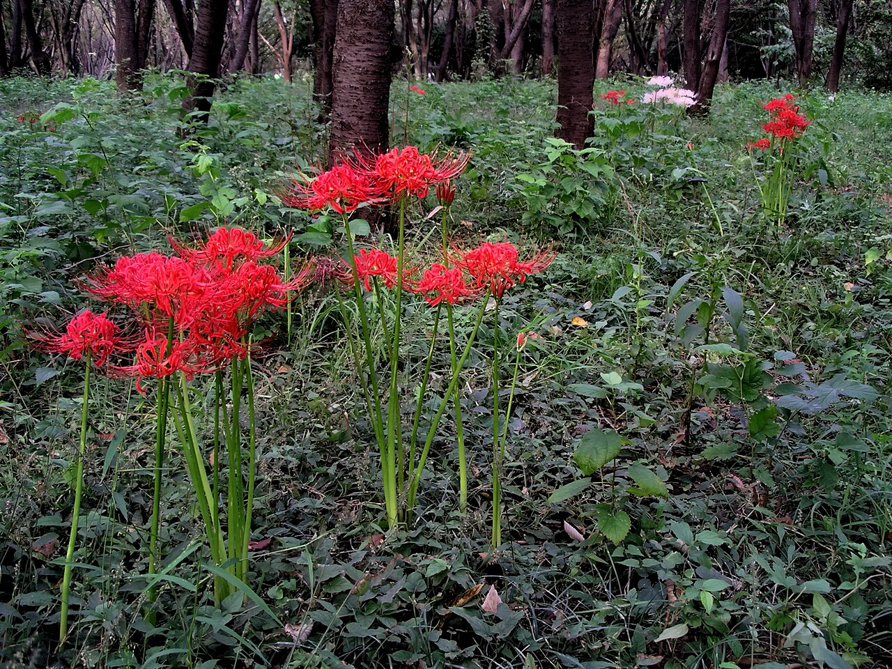 Hoa bỉ ngạn đỏ (Lycoris radiata) nở trong rừng