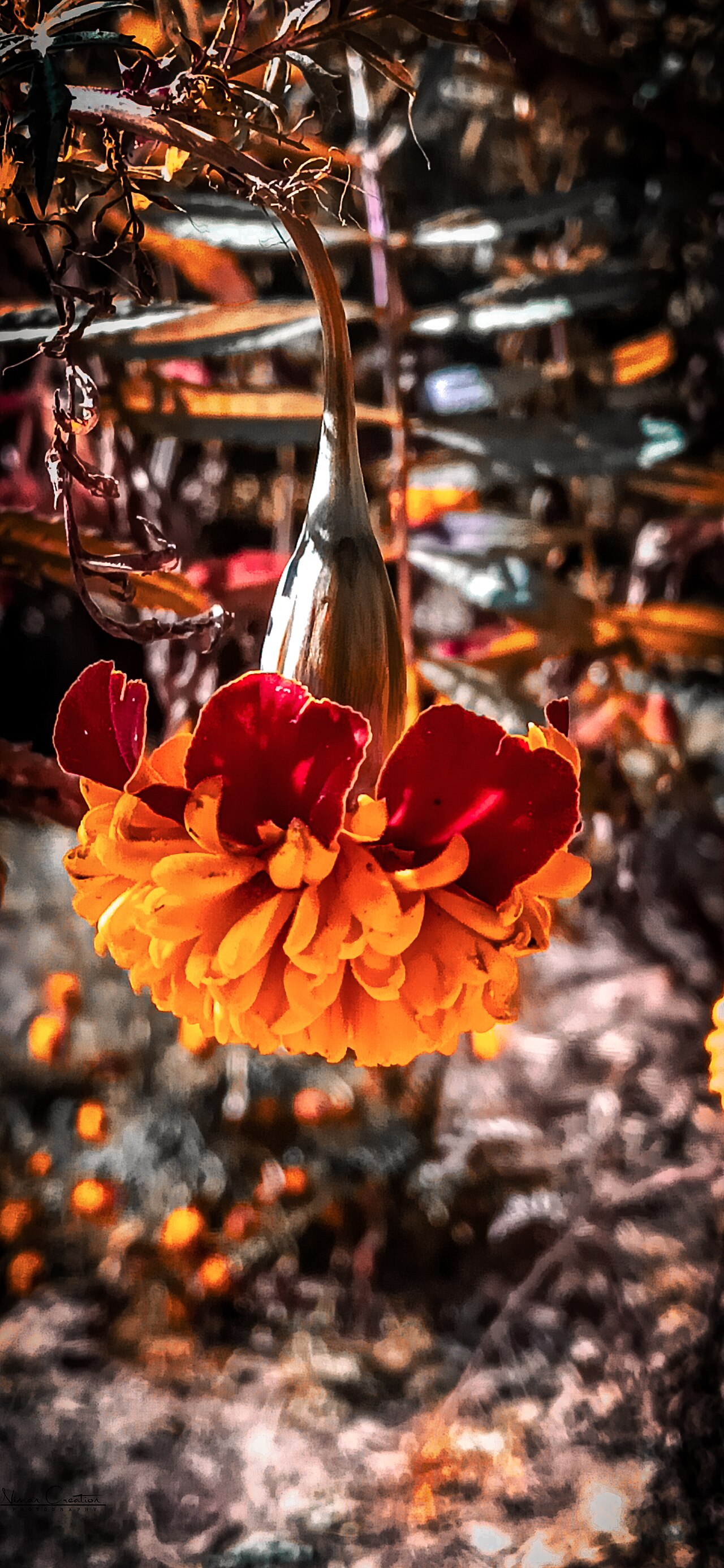 Cúc vạn thọ (Tagetes) — mùi hắc đặc trưng, loài hoa dân gian hay trồng quanh nhà và phơi khô làm túi thơm xua muỗi