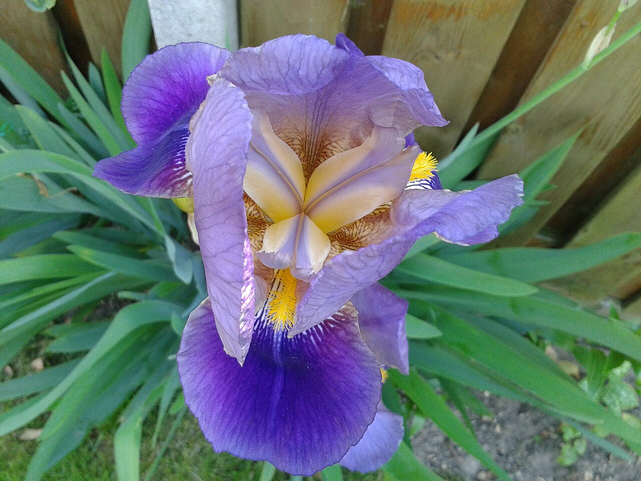 Hoa diên vĩ (iris)
