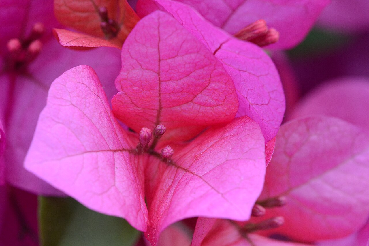Hoa giấy (bougainvillea)
