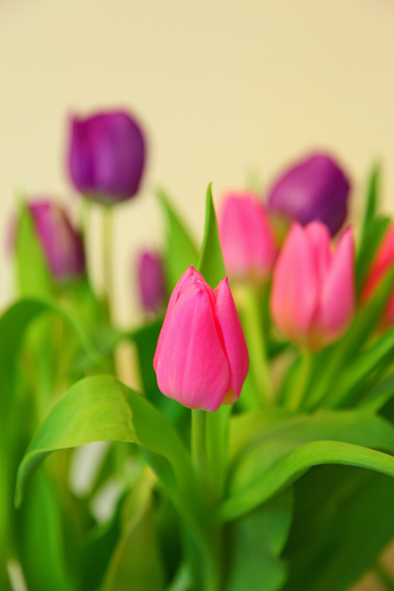 Ý Tưởng Bó Hoa Cưới Đẹp Với Hoa Tulip