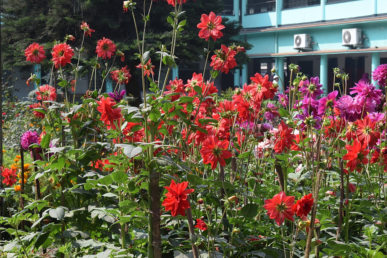 Vườn hoa thược dược (dahlia) khoe sắc mùa thu