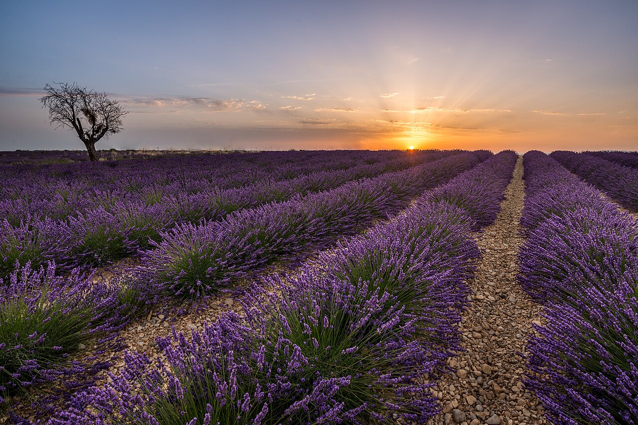 Cánh đồng oải hương Valensole, Provence