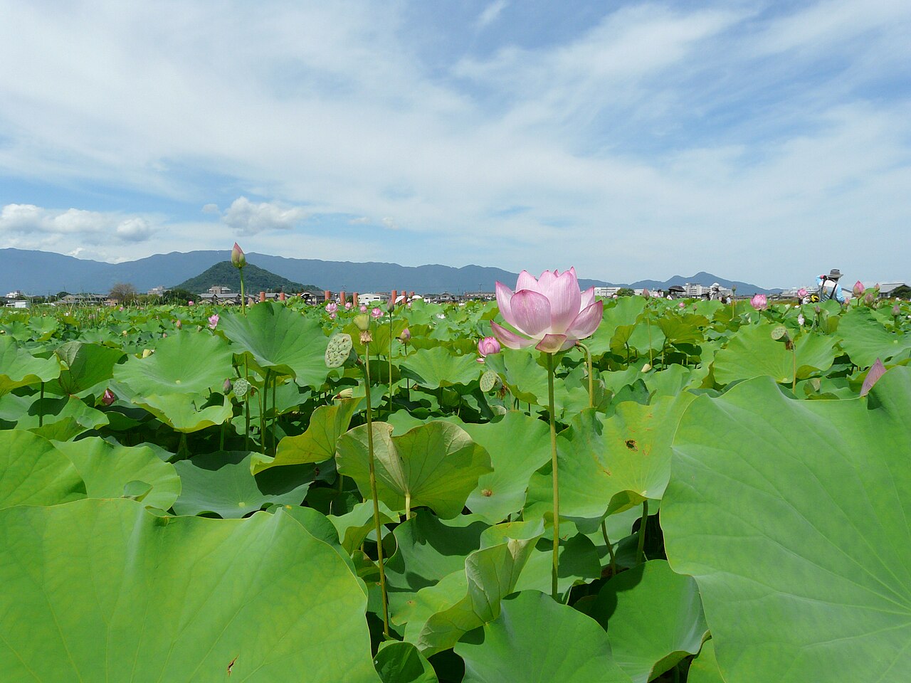 Đầm sen (Nelumbo nucifera) mùa hè