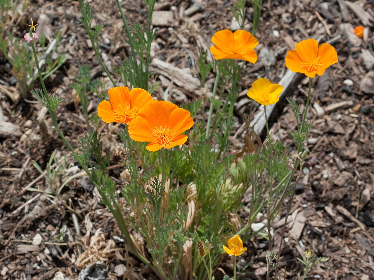 Hoa poppy California