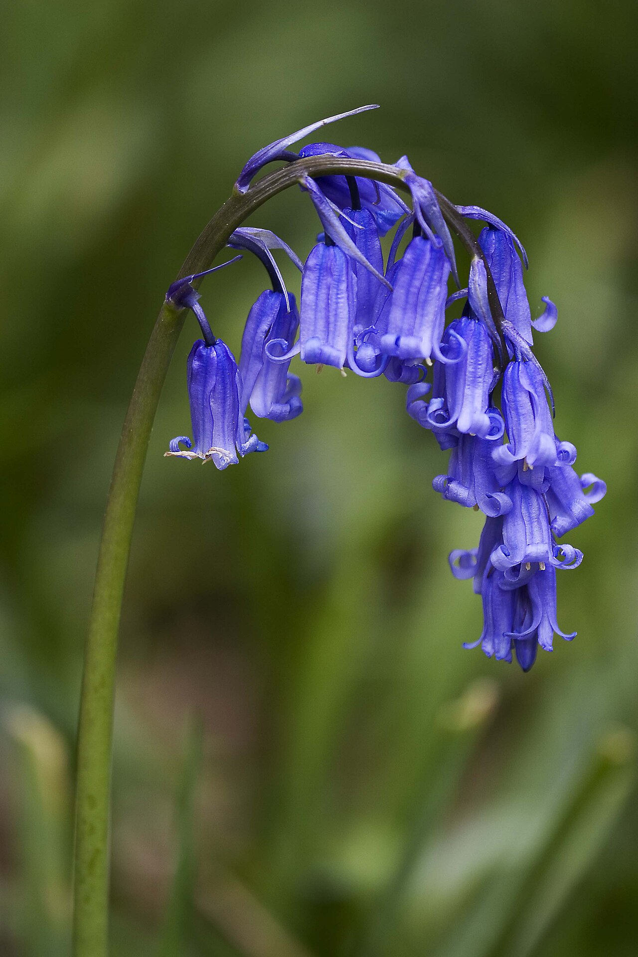 Rừng chuông xanh bluebell